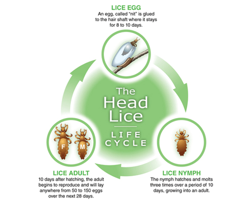 Stages Head Lice